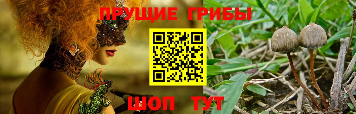 Ленинск-Кузнецкий  Псилоцибиновые грибы Magic Shrooms  Вход с VPN 